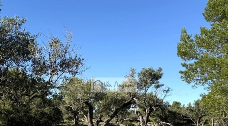 Tarragona - l'Ametlla de Mar - 24000m2