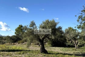 l'Ametlla de Mar 24000&nbsp;м²