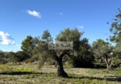 Non-developable land for sale on España, l'Ametlla de Mar, ref: TR362830 photo