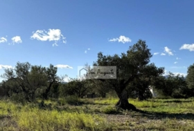 l'Ametlla de Mar 24000&nbsp;м²
