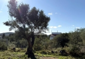 Non-developable land for sale on España, l'Ametlla de Mar, ref: TR362830 photo
