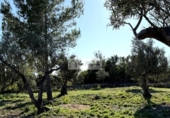 Non-developable land for sale on España, l'Ametlla de Mar, ref: TR362830 photo