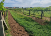 Non-developable land for sale on España, Sanxenxo, ref: TR117759 photo