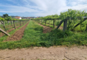 Non-developable land for sale on España, Sanxenxo, ref: TR117759 photo