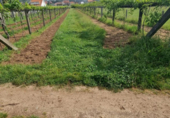 Non-developable land for sale on España, Sanxenxo, ref: TR117759 photo
