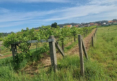 Non-developable land for sale on España, Sanxenxo, ref: TR117759 photo
