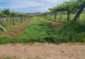 Non-developable land for sale on España, Sanxenxo, ref: TR117759 photo