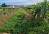 Non-developable land for sale on España, Sanxenxo, ref: TR117759 photo