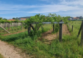 Non-developable land for sale on España, Sanxenxo, ref: TR117759 photo