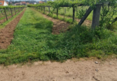 Non-developable land for sale on España, Sanxenxo, ref: TR117759 photo