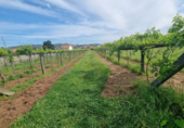 Non-developable land for sale on España, Sanxenxo, ref: TR117759 photo
