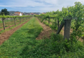 Non-developable land for sale on España, Sanxenxo, ref: TR117759 photo