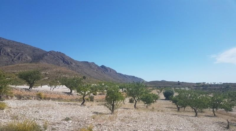 Alicante - Hondón de las Nieves - 17300m2