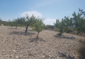 Vil·la amb terreny en venda a la España, el Fondó de les Neus, ref.: TR301833 foto