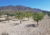 Vil·la amb terreny en venda a la España, el Fondó de les Neus, ref.: TR301833 foto