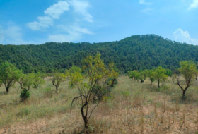 Arens de Lledó 35300&nbsp;m²