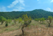 Detached villa with land for sale on España, Arens de Lledó, ref: TR329463 photo