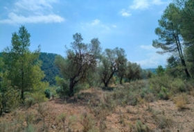 Arens de Lledó 35300&nbsp;m²