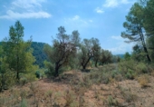 Detached villa with land for sale on España, Arens de Lledó, ref: TR329463 photo