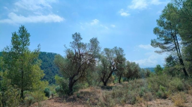 Teruel - Arens de Lledó - 35300m2