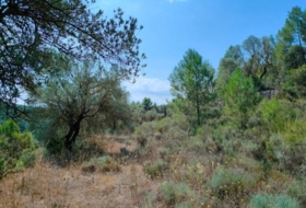 Arens de Lledó 35300&nbsp;m²