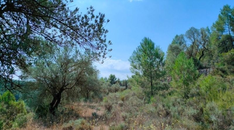 Teruel - Arens de Lledó - 35300m2