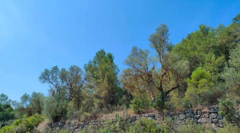 Teruel - Arens de Lledó - 35300m2