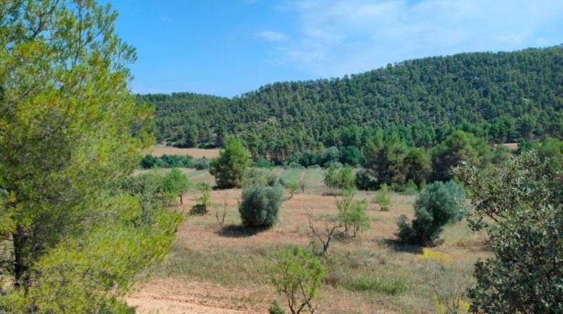 Teruel - Arens de Lledó - 35300m2