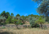 Detached villa with land for sale on España, Arens de Lledó, ref: TR329463 photo