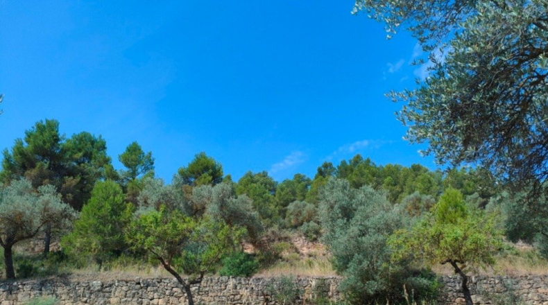 Teruel - Arens de Lledó - 35300m2