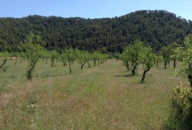 Arens de Lledó 35300&nbsp;m²
