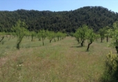 Detached villa with land for sale on España, Arens de Lledó, ref: TR329463 photo
