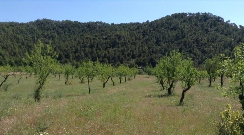 Teruel - Arens de Lledó - 35300m2