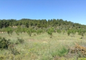 Detached villa with land for sale on España, Arens de Lledó, ref: TR329463 photo