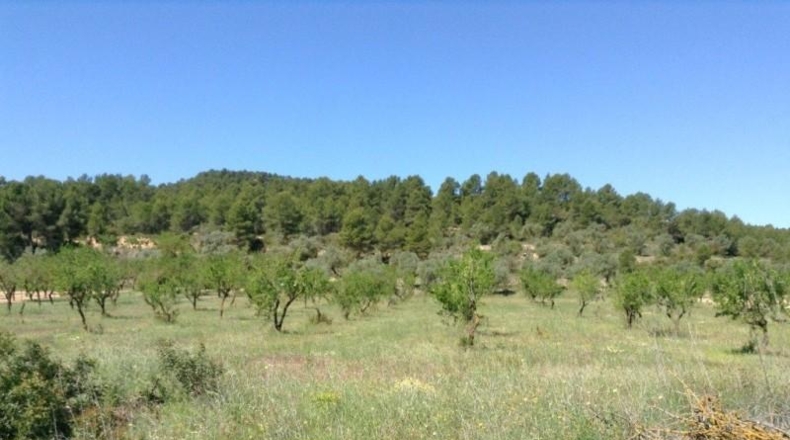 Teruel - Arens de Lledó - 35300m2