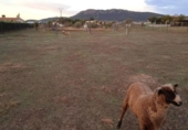 Non-developable land for sale on España, Sierra de Fuentes, ref: TR116367 photo