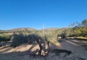 Terreno no urbanizable en venta en la España, el Perelló, ref: TR121166 foto
