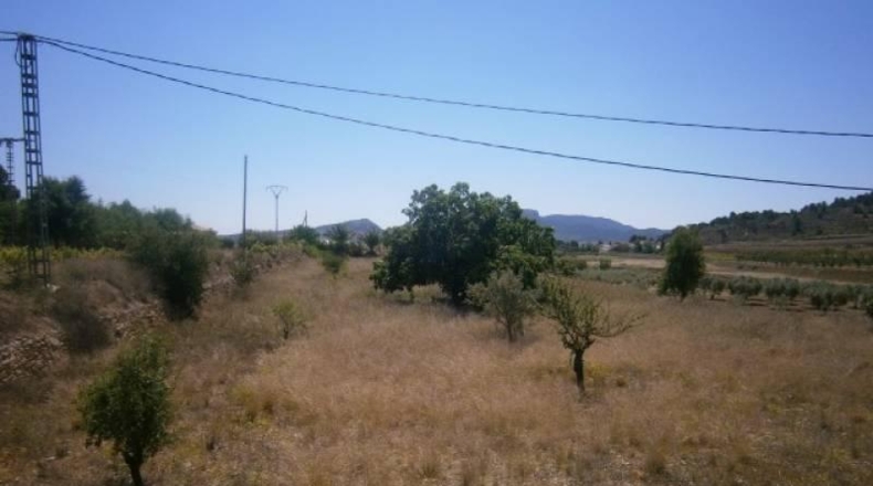 Alicante - Monóvar - 4000m2