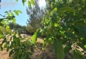 Sòl urbà en venda a la España, el Bruc, ref.: TR310966 foto