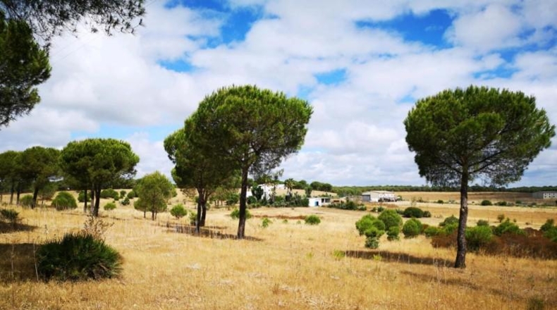 Huelva - Aljaraque - 3000m2