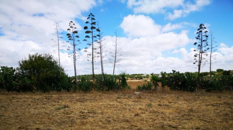 Huelva - Aljaraque - 3000m2