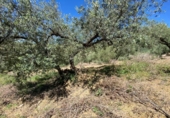 Земля на продажу у города Riogordo Фото
