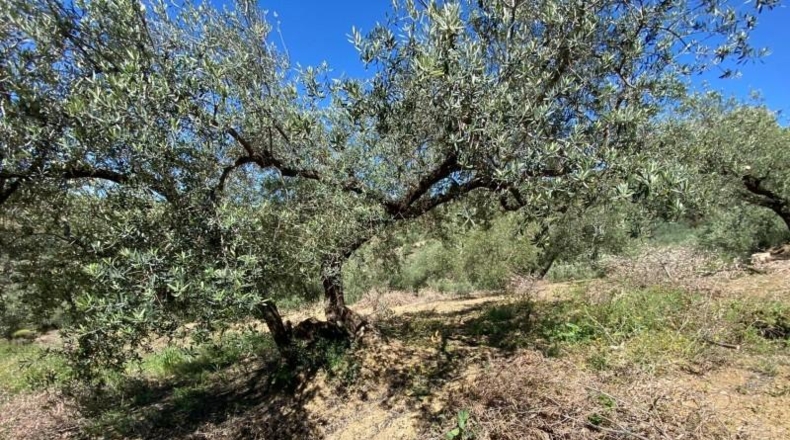 Malaga - Riogordo - 11000m2