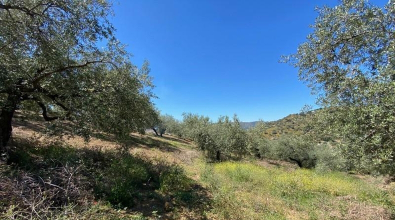 Malaga - Riogordo - 11000m2