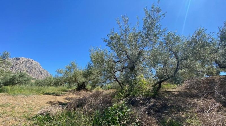 Malaga - Riogordo - 11000m2