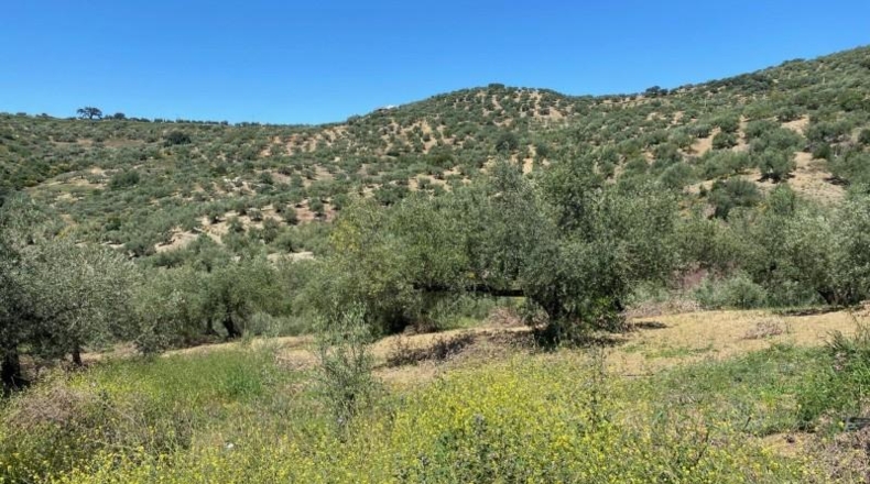 Malaga - Riogordo - 11000m2
