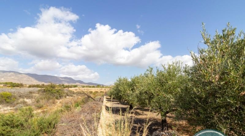 Alicante - Crevillent - 2781m2