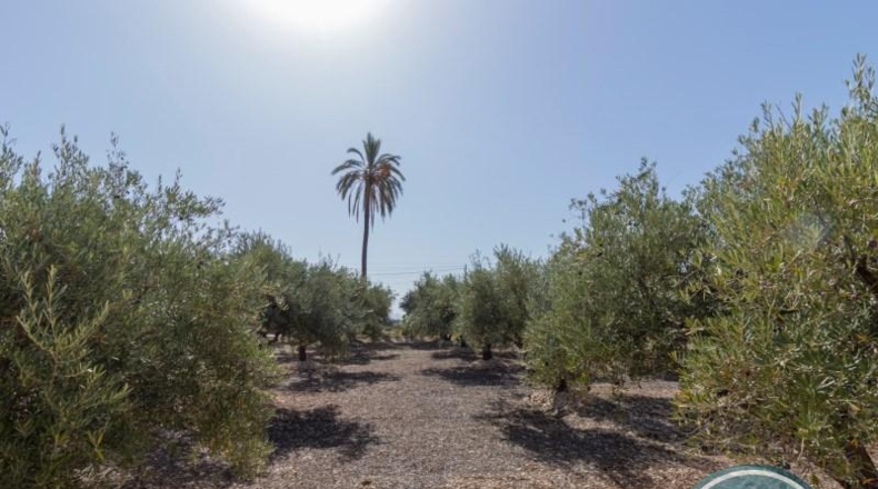 Alicante - Crevillent - 2781m2
