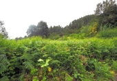 Terreny no urbanitzable en venda a la España, Icod de los Vinos, ref.: TR130481 foto