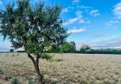 Terreny no urbanitzable en venda a la España, Villena, ref.: TR173569 foto